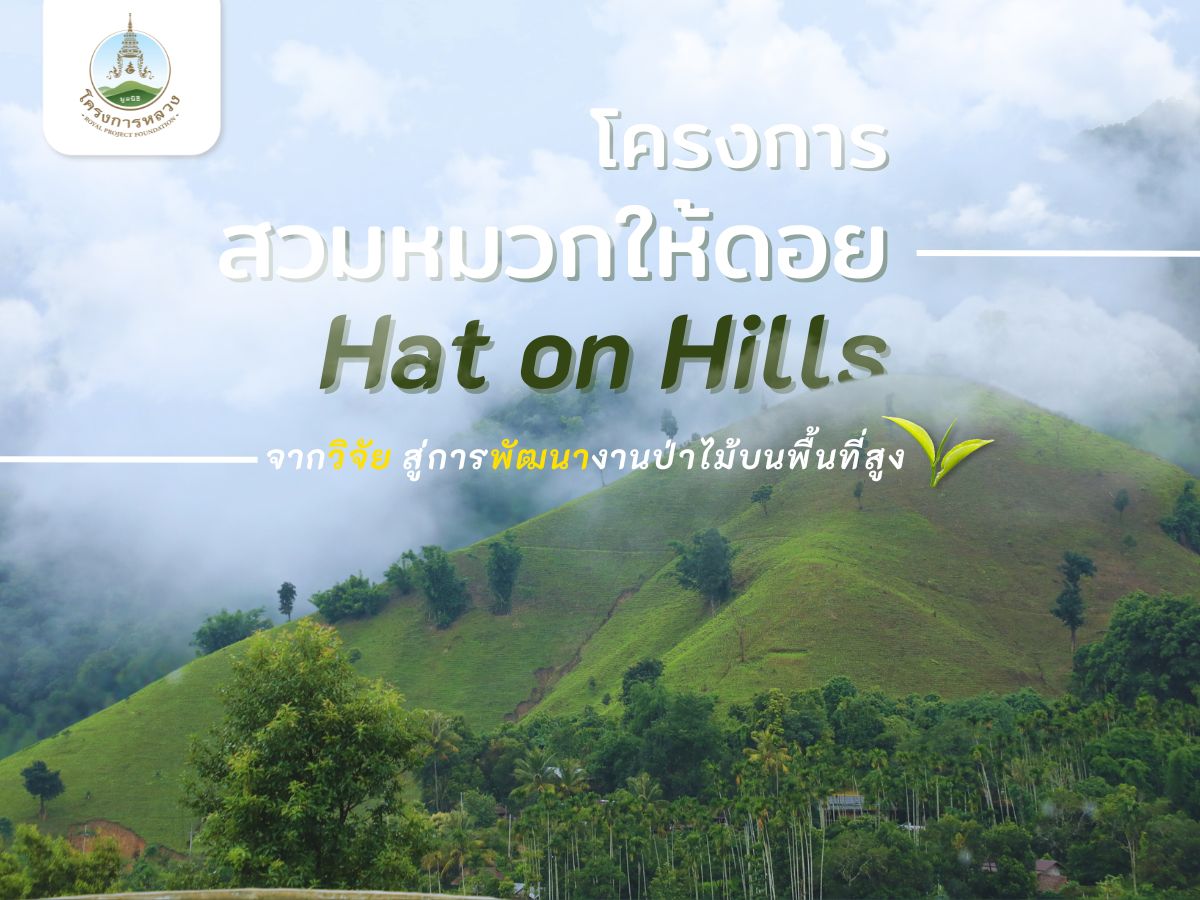 โครงการสวมหมวกให้ดอย (Hat on Hills)