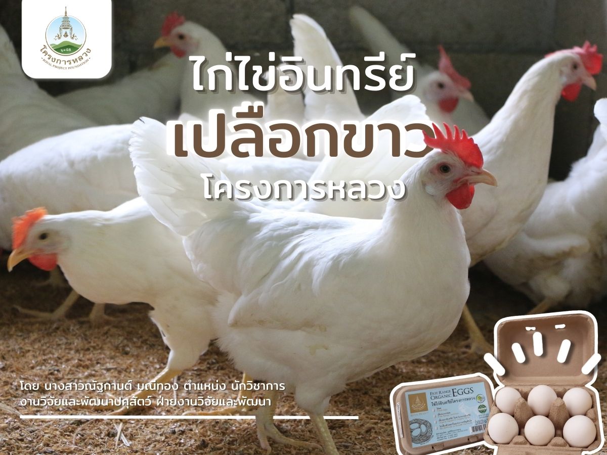 ไก่ไข่อินทรีย์เปลือกขาวโครงการหลวง