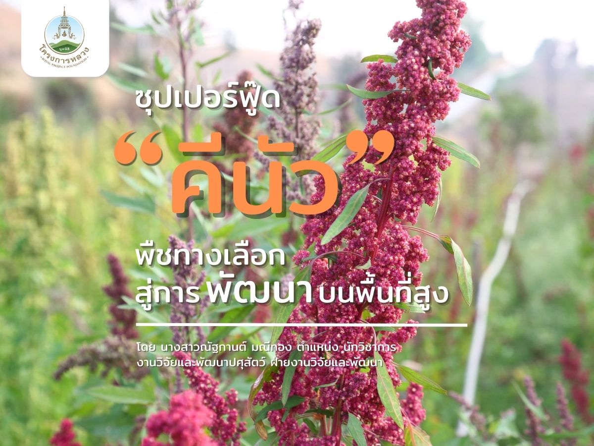 ซุปเปอร์ฟู้ด “คีนัว” พืชทางเลือกสู่การพัฒนาบนพื้นที่สูง