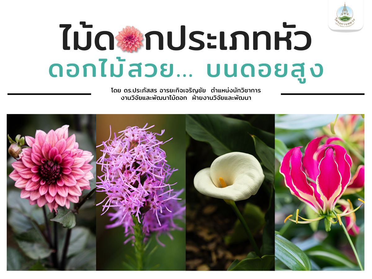 ไม้ดอกประเภทหัว ดอกไม้สวย ...บนดอยสูง