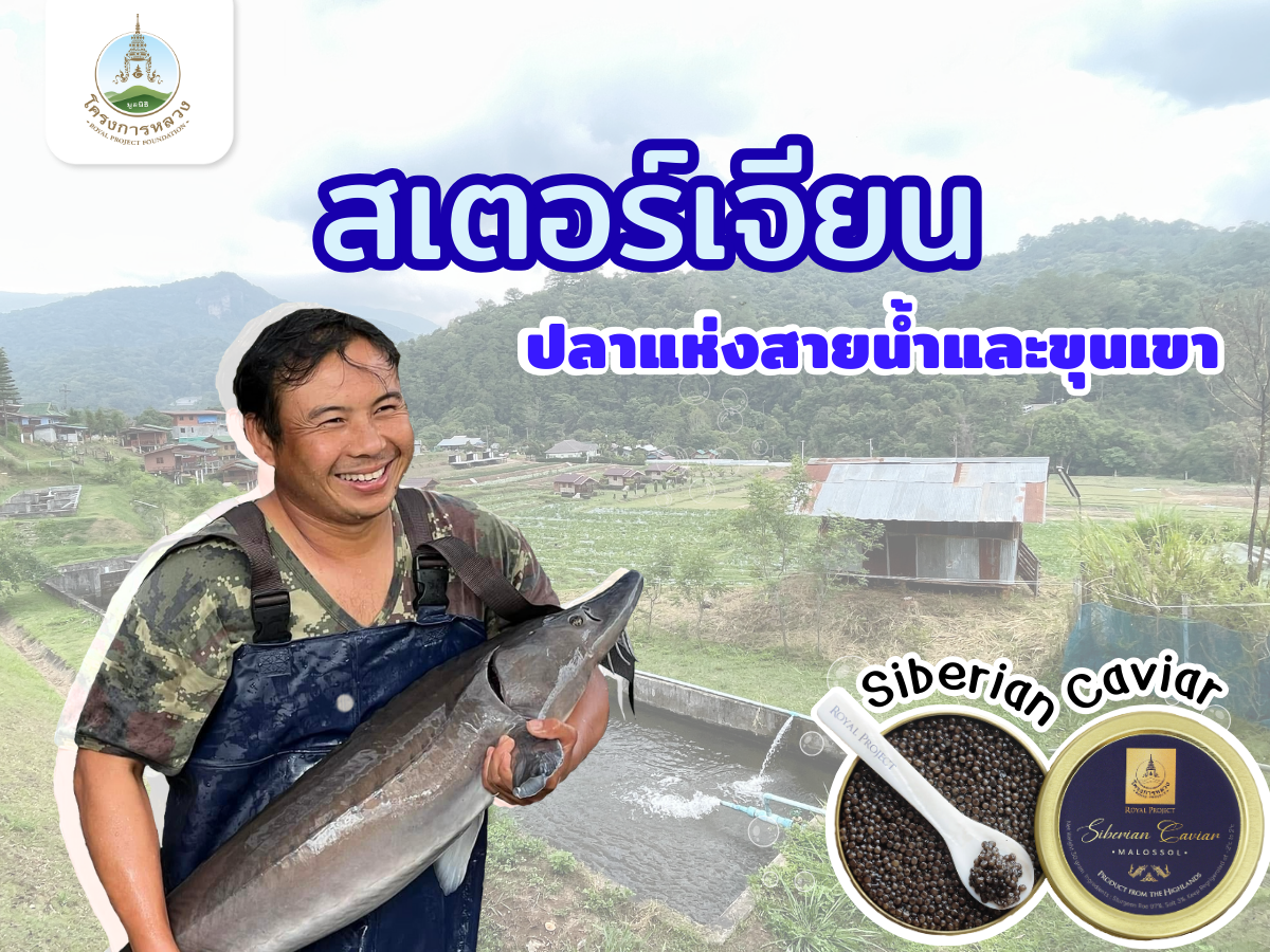 "สเตอร์เจียน" ปลาแห่งสายน้ำและขุนเขา