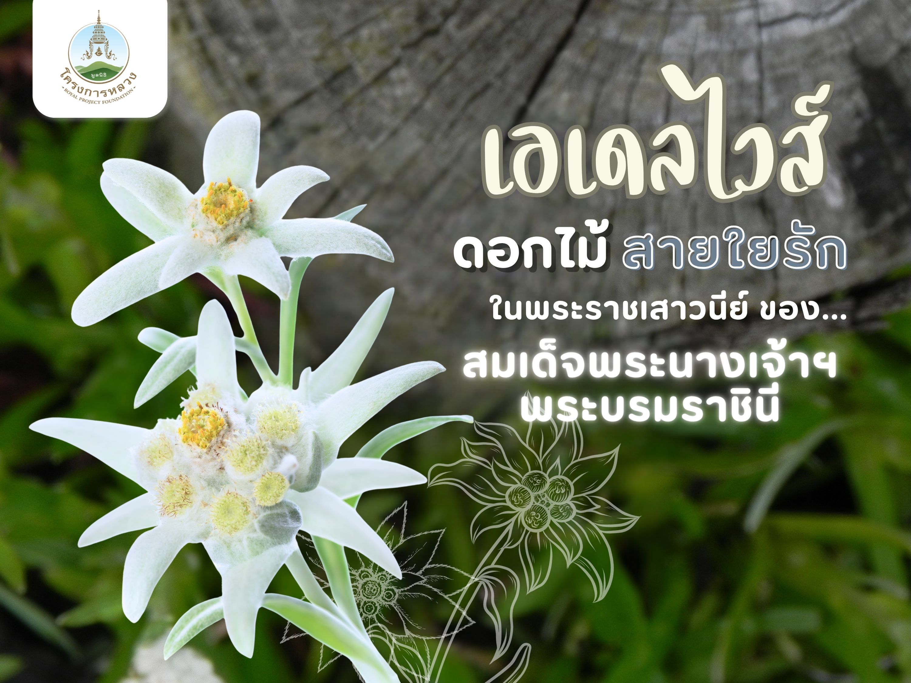 “เอเดลไวส์” ดอกไม้สายใยรัก ในพระราชเสาวนีย์ของสมเด็จพระนางเจ้าฯ พระบรมราชินี
